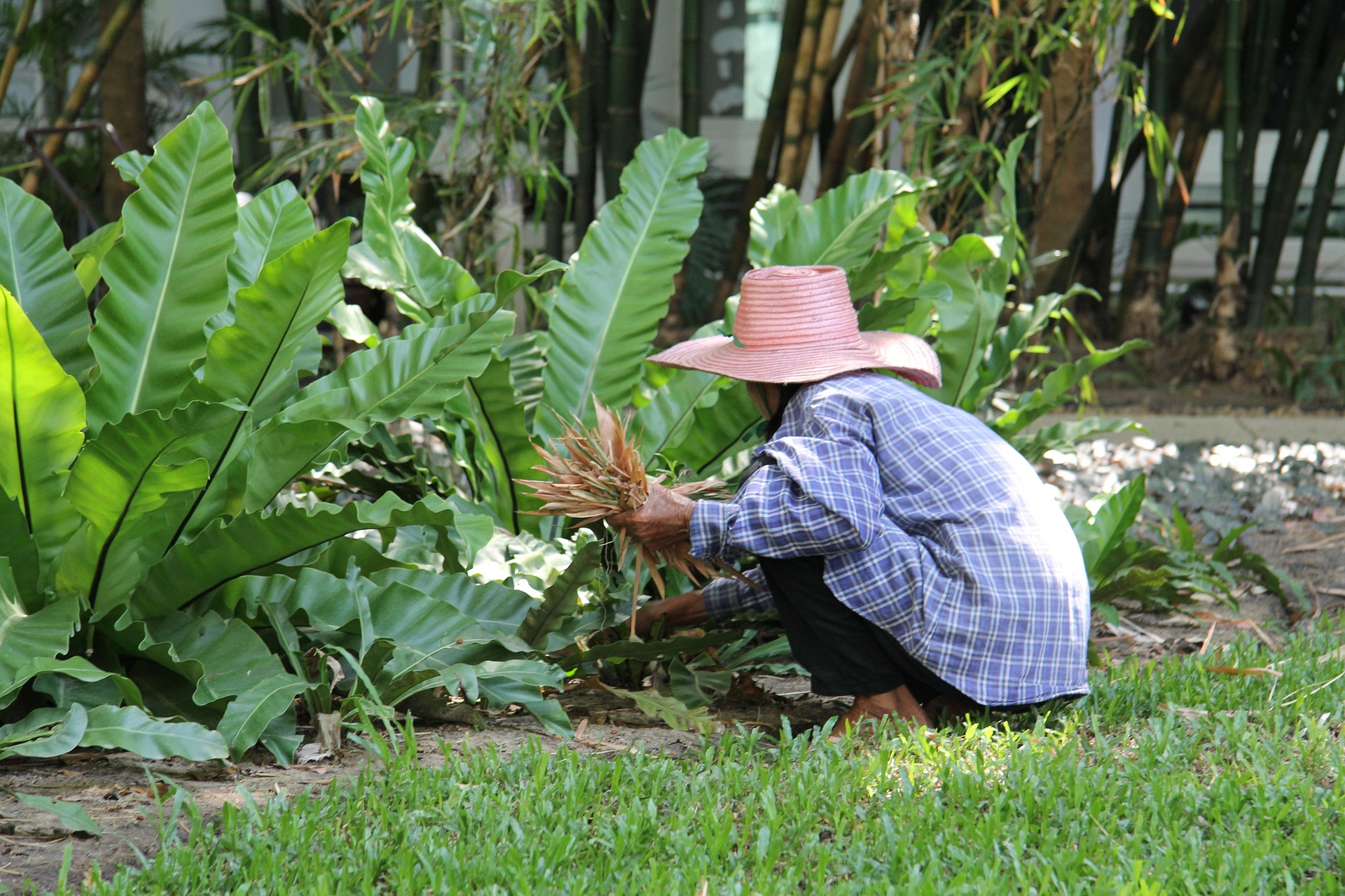 jardin